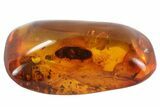 Detailed Fossil Beetle (Coleoptera) In Baltic Amber #81724-3